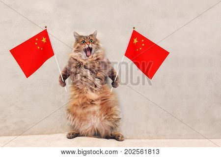 The Big Shaggy Cat Is Very Funny Standing.flag