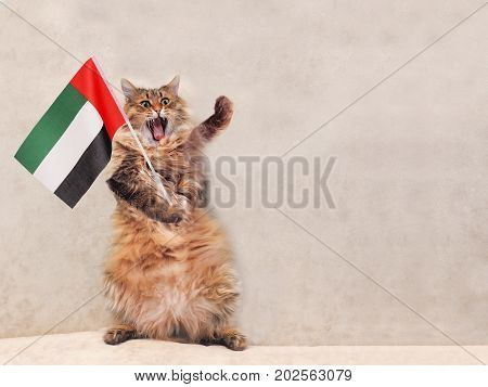 The Big Shaggy Cat Is Very Funny Standing.flag