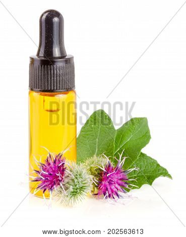 burdock oil in glass bottle and burdock flowers isolated on white background.