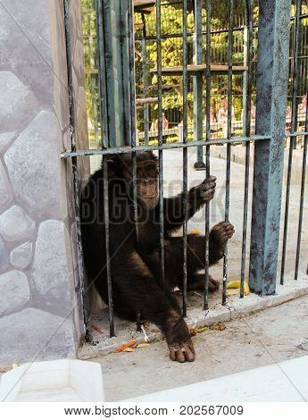 Yalta, Crimea - 11 July, The chimpanzee is behind bars, 11 July, 2017.
Zoo and animals on the territory of the hotel Yalta Intourist.