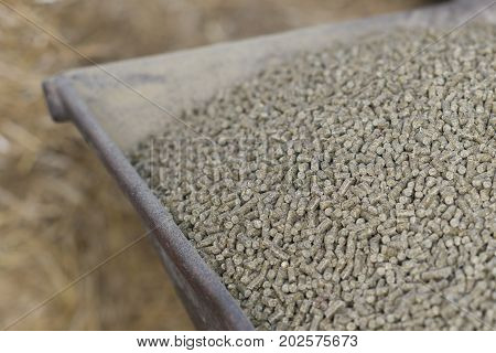 Wheelbarrow with pressed feed chunks as food for young cows