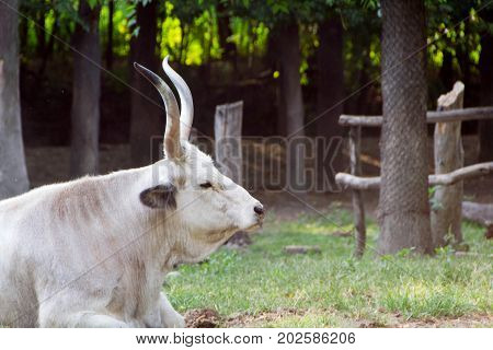 Podolian cattle rests after grazing in cote
