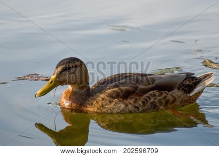 Duck On A Lake In The Nature