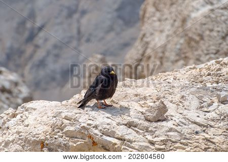 Black Bird In The Mountains