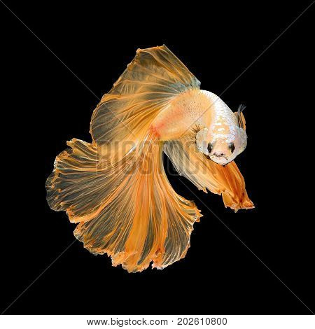 Close Up Art Movement Of Betta Fish,siamese Fighting Fish Isolated On Black Background.fine Art Desi