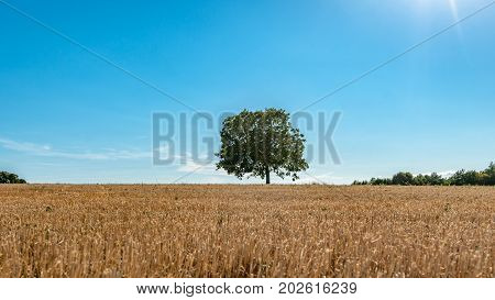 Impressively large solitaire walnut tree in a harvested grainfield. The summer sun shines high in the sky in the department of 'Drome' in the Auvergne-Rhône-Alpes region.