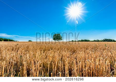 Impressively large solitaire walnut tree in a harvested grainfield. The summer sun shines high in the sky in the department of 'Drome' in the Auvergne-Rhône-Alpes region.