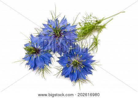 nigella flowers isolated on a white background