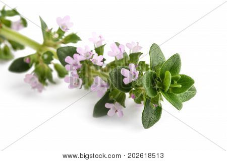 thyme with flowers isolated on white background