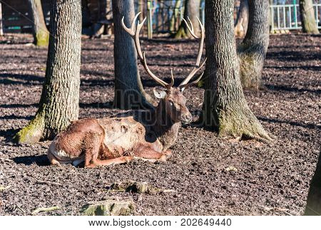 Wild Deer Stay Near At The Trre