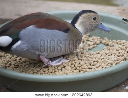 Ringed Teal Duck