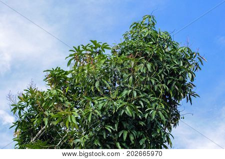 Mango tree against blue sky background.Nature conceptual.