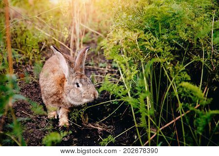 Brownish gray rabbit hare giant on the backdrop of a garden, a garden in the bushes of carrots and beets. Blick light. Concept farm for breeding animals, pest garden, rodent.