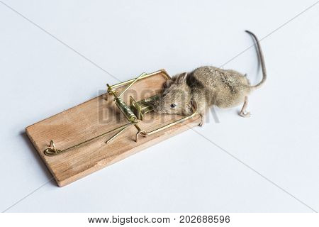 Gray Mouse Trapped