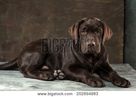 A portrait of a black Labrador dog taken against a black backdrop at studio.