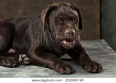 A portrait of a black Labrador dog taken against a black backdrop at studio.