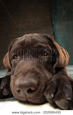 A portrait of a black Labrador dog taken against a black backdrop at studio.
