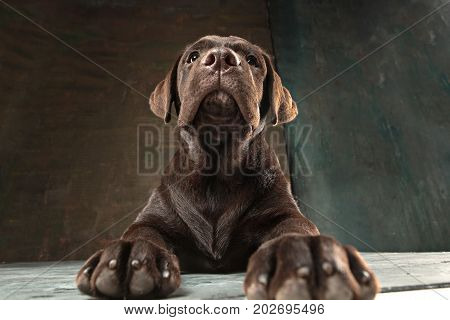 A portrait of a black Labrador dog taken against a black backdrop at studio.