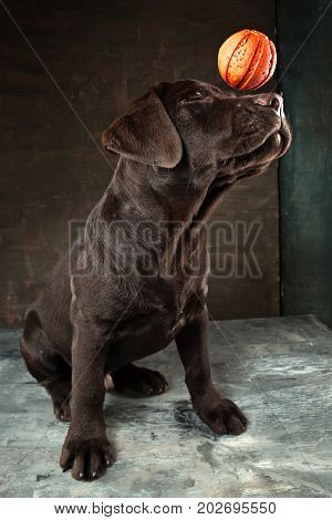 A portrait of a black Labrador dog taken against a black backdrop at studio.