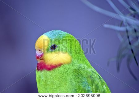 this is a close up of a superb parrot