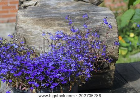 Colorful Lobelia Flower In The Summer Garden