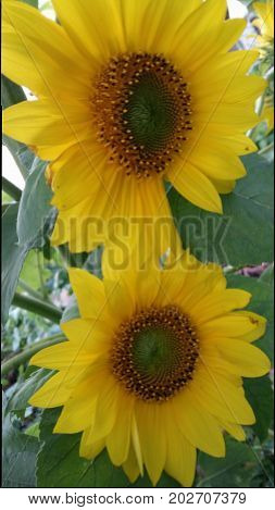 sunny sunflowers yellow outside garden blossoms rainy