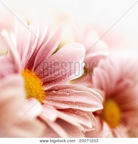 Nærbillede af daisy blomster