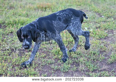 Hunting Dog Breed German Wirehaired Pointer
