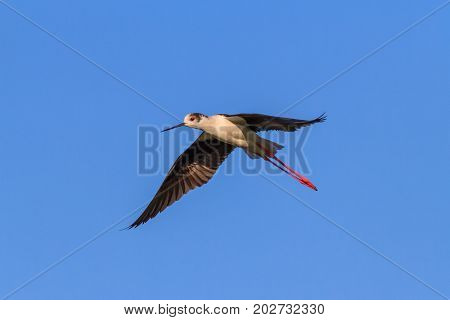 black winged stilt in Danube Delta Romania