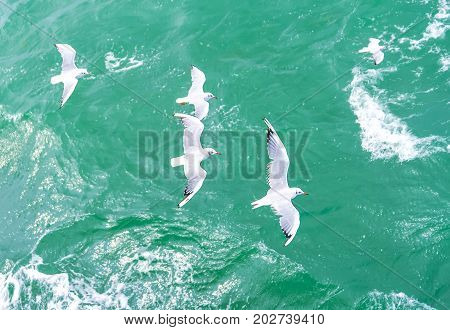 Top view of silhouette of flying seagulls. Bird flies over the sea. Seagulls hover over deep blue sea. Gull hunting down fish. Gull over boundless expanse air. Free flight.