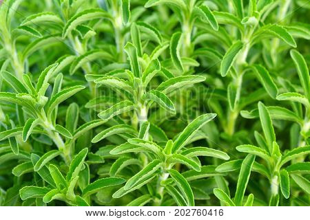 Stevia Green Plant