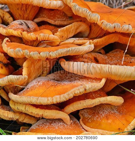 omphalotus illudens mushroom cluster detail very poisonous