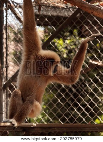 White-handed Gibbon Monkey Called Hylobates Lar