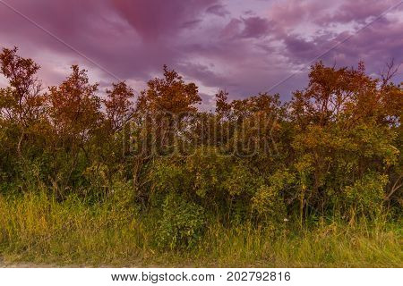 Bushes Of Wolfberry In The Rays Of The Setting Sun