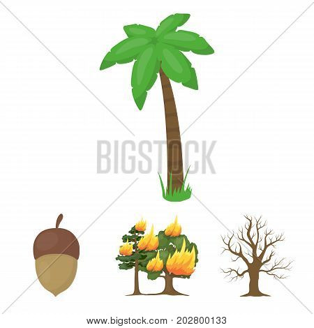Burning tree, palm, acorn, dry tree.Forest set collection icons in cartoon style vector symbol stock illustration .