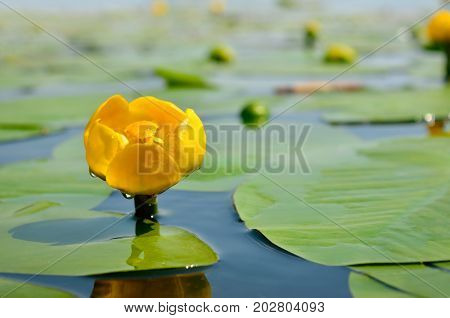 Yellow Water Lily Spatter-dock Among Green Leaves
