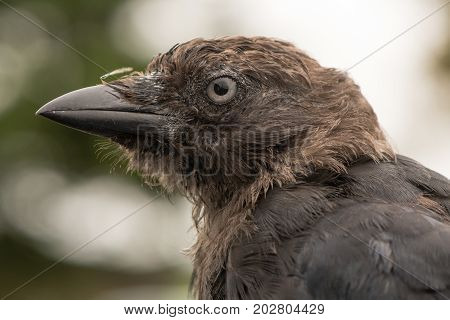 Jackdaw (Corvus monedula) close up of head in profile. Juvenile bird in the crow family (Corvidae) appearing scruffy before plumage fully matures