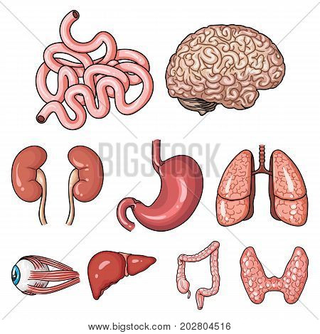 Human organs set icons in cartoon design. Big collection of human organs vector symbol stock illustration