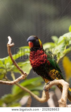 Rainbow Lorikeet Called Trichoglossus Moluccanus