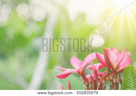 Copy Space Of Plumeria (frangipani) Flower Or Leelawadee Thailand Name.