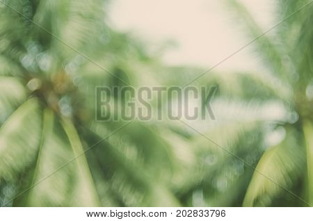 Copy Space Of Blur Palm Leaf On Blue Sky And White Clouds With Bokeh Sun Ligth Abstract Texture Back