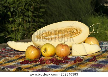 Ripe cut melon, melon slices, several yellow apples and berries of red currants and raspberries lie on a table in the garden on a sunny day against a background of green foliage
