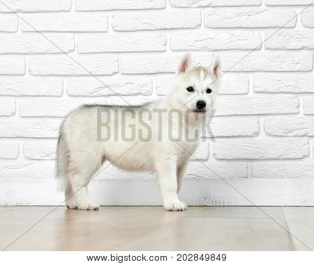 Interested siberian husky puppy, posing, standing in studio at white brick background,  looking away and playing. Cute little dog like wolf with carried fur and black eyes.
