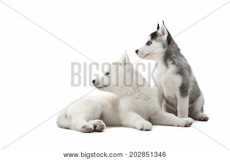 Back view of funny siberian husky puppies, sitting on floor in studio against white, interesting looking away, waiting for food. Two carried dogs like wolf with gray and white color of fur. Isolate.