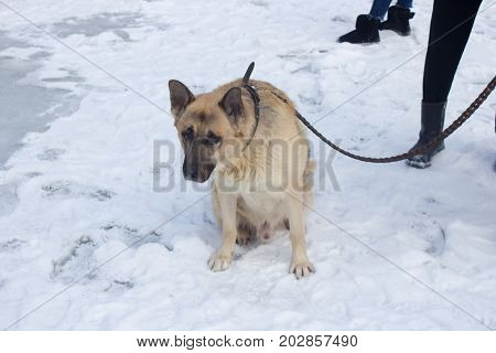 A shepherdess sits on a leash in the winter in snow