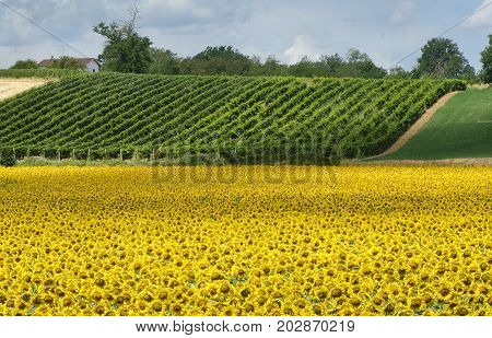 Country landscape at summer along the road from Fiorenzuola d'Arda to Castell'Arquato (Piacenza Emilia-Romagna Italy). Field of sunflowers and vineyard