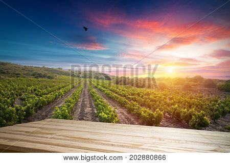 Red wine with barrel on vineyard in green Tuscany, Italy.