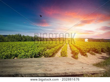 Red wine with barrel on vineyard in green Tuscany, Italy.
