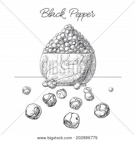 Grains of black pepper in a wooden bowl. Hand drawn black pepper isolated on white background. Vector illustration of a sketch style.