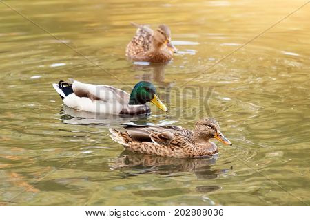 Mallard ducks swiming in lake or river. Birds and animals, autumn season in wildlife